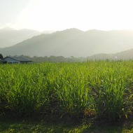 Agriculture