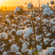 Cotton